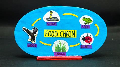 Food Chain Working Model | Science Projects - YouTube