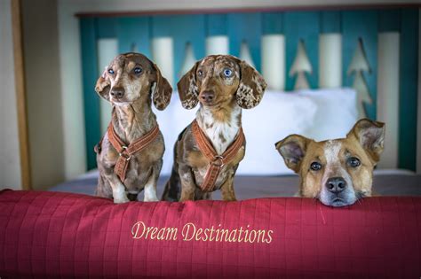 7 Pet-Friendly Hotels where Dogs Stay Free - Long Haul Trekkers