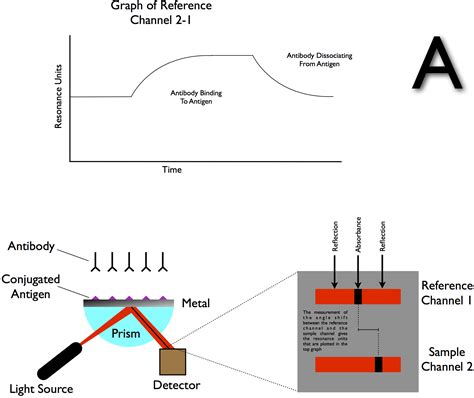 File:Surface Plasmon Resonance (SPR) Operations A.jpg - Wikipedia, the free encyclopedia