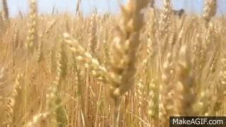 moving wheat on Make a GIF