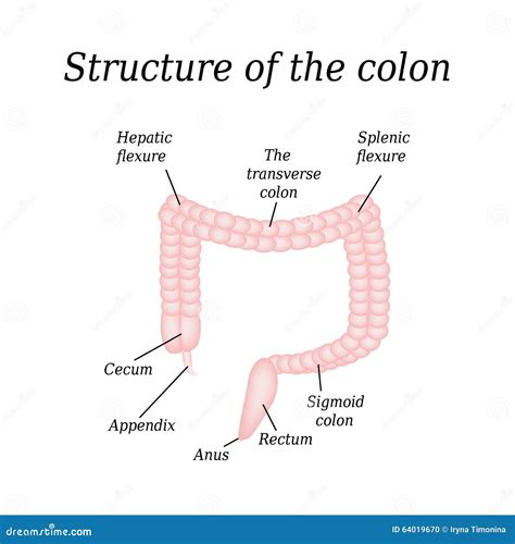 The Anatomical Structure Of The Colon. Vector Illustration On Background Stock Vector - Image ...