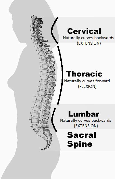 I – Normal curvature of the spine – PhysioInsider