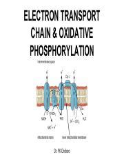 Electron Transport Chain and Oxidative Phosphorylation: A | Course Hero