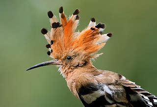 The Muqata: Israel's National Bird Chosen!