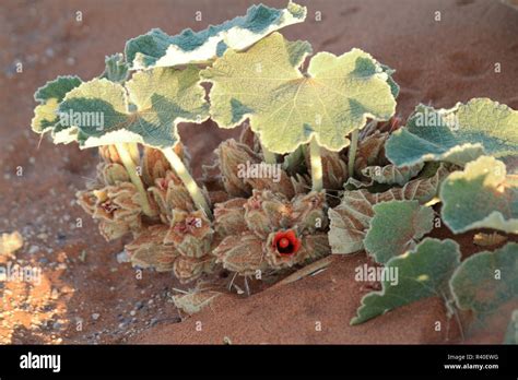 Namib desert bloom hi-res stock photography and images - Alamy