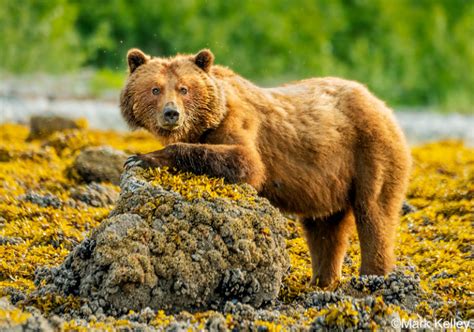 Brown Bear, Glacier Bay National Park, Alaska | Mark Kelley