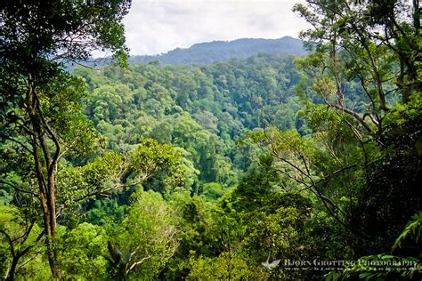 Indonesia, Sumatra. Bukit Lawang. Rainforest | Bjorn Grotting Photography