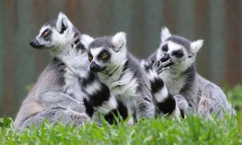 File:Lemur catta 01.jpg - Wikimedia Commons