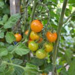 5+ Terrific Tomato Trellis Ideas for Easy Harvesting