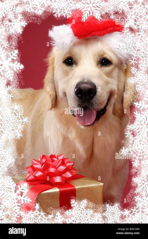 Golden Retriever Christmas Card Stock Photo, Royalty Free Image: 20241001 - Alamy