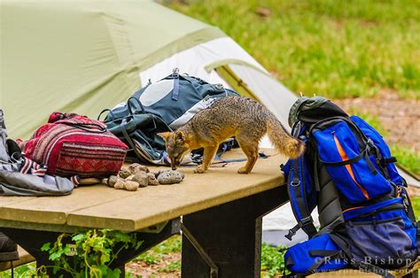 Camping and Maps - Channel islands National park