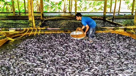 Hybrid Magur Fish Farming in India || Milion Cat Fish Eating Food in ...