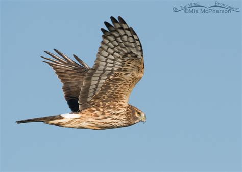 Female Northern Harrier ~ Friday Photos - Mia McPherson's On The Wing ...