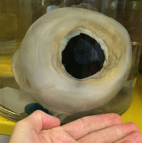 OAT (One Amazing Thing): Giant Squid Eye | Stay Curious