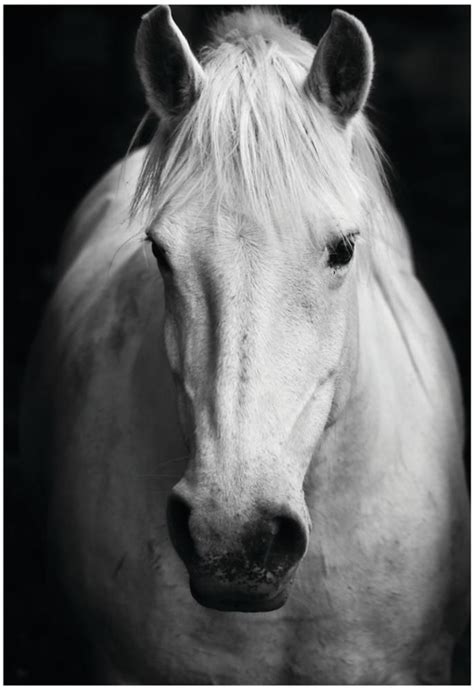 'White Horse's Black And White Art Portrait' Posters | AllPosters.com | White horses, Horse wall ...