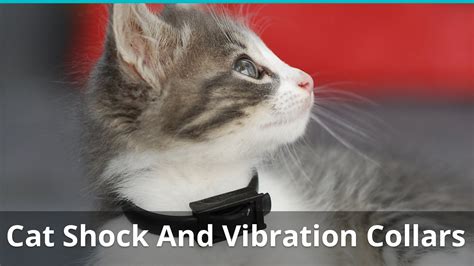 Electric Shock Collars For Cats And Kittens: Are They Safe? Best Ones?