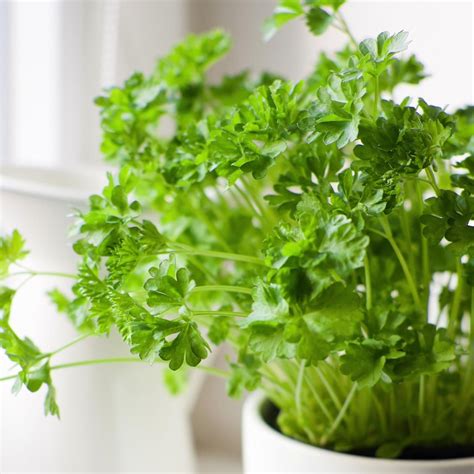 How To Grow Parsley Indoors