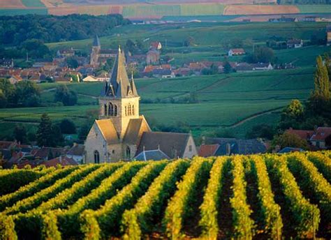 French champagne vineyards added to Unesco's World Heritage Sites-IndiaTV News