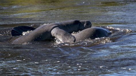 Manatees flock to warm water at Manatee Park in east Fort Myers