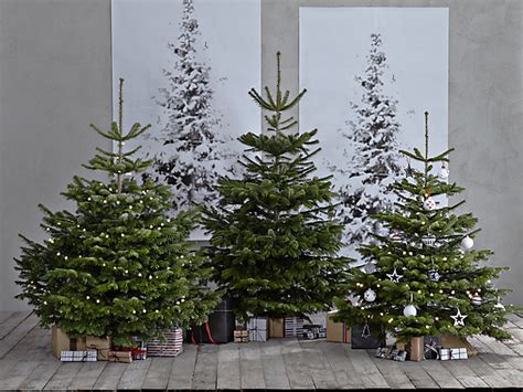 12 best real Christmas trees | Christmas Gifts | Extras | The Independent