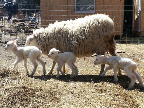 Pin on Sheep