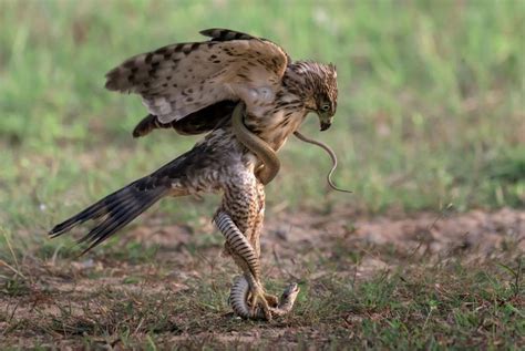 A crested eagle is entangled with the death throes of a snake he is piercing with his talons : r ...