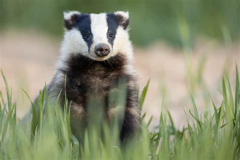 What Do Badgers Eat? (Diet & Facts)