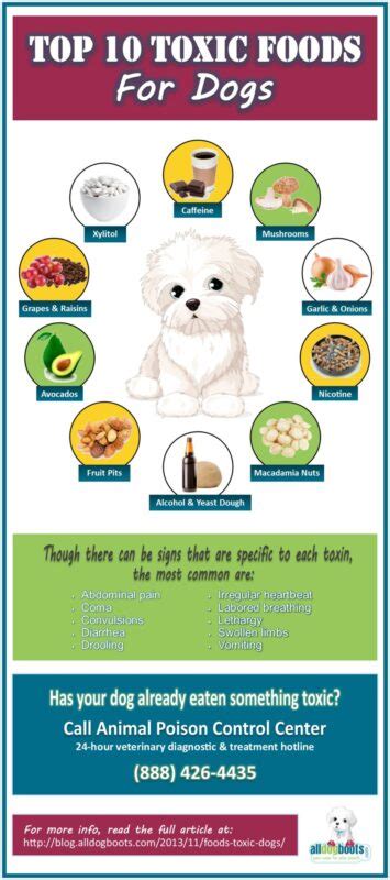 Foods that are Toxic to Dogs - 10 Foods to Avoid