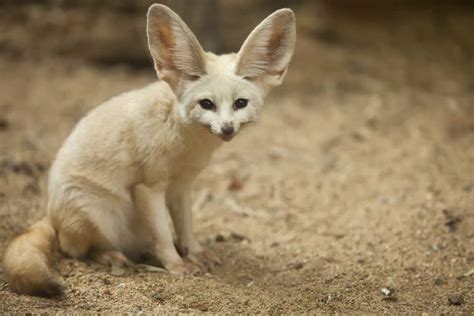 Fennec Fox Eating Bug