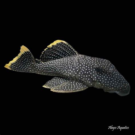 Gold Nugget Pleco L081 Fast, Professional Service