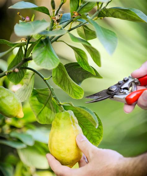 How to prune a lemon tree: tips on shaping your tree | Gardeningetc