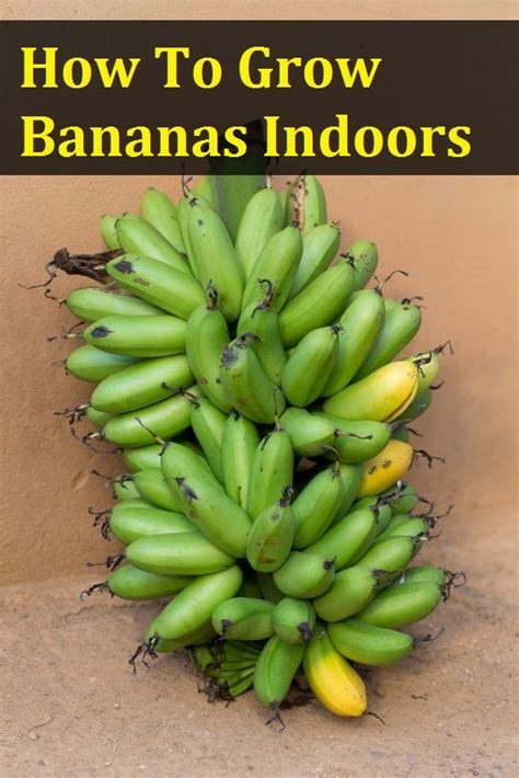 How To Grow Bananas Indoors | How to grow bananas, Growing vegetables indoors, Fruit garden