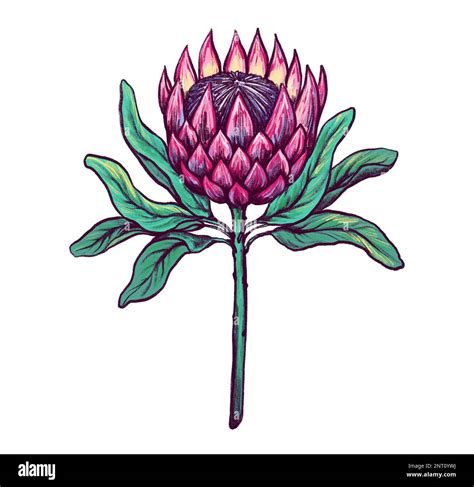 Protea Flower Drawing