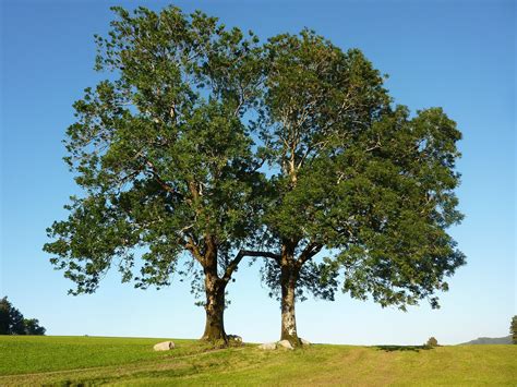 Britain's Most Common Trees - Treesaw