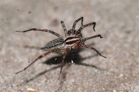 araneomorph funnel-web spider - Wiktionary