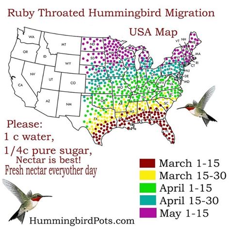 Keep Your Eyes Peeled, Thousands Of Hummingbirds Are Headed Right For ...