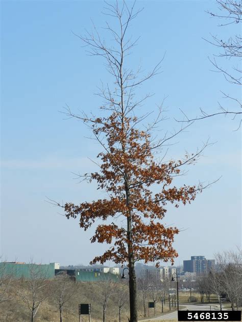 northern red oak (Quercus rubra)