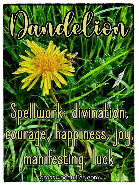 Dandelion