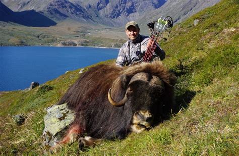 Musk ox bow hunting in Greenland has 100% success rate