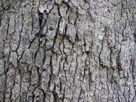 Eastern white oak bark - would be a great cake idea for grey themed wedding