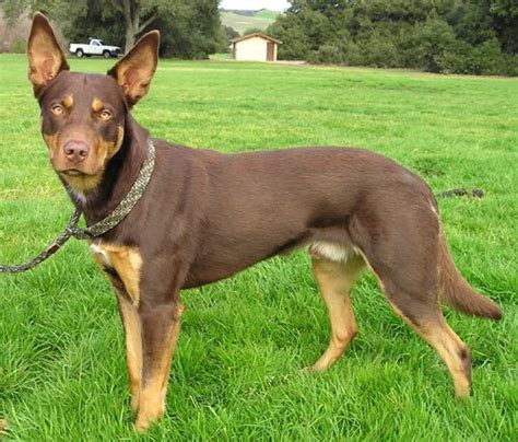 Australian Kelpie Dog Breed Information and Pictures - PetGuide | PetGuide