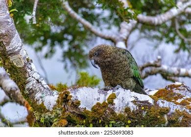 824 Milford Sound Wildlife Images, Stock Photos & Vectors | Shutterstock