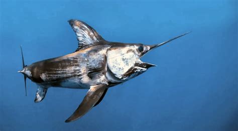 Florida Swordfish Fishing Spots for GPS | Swordfish Spots for South Florida