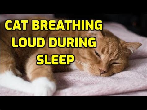 Cat Breathing Heavily While Resting? (5 Reasons Why!) - YouTube