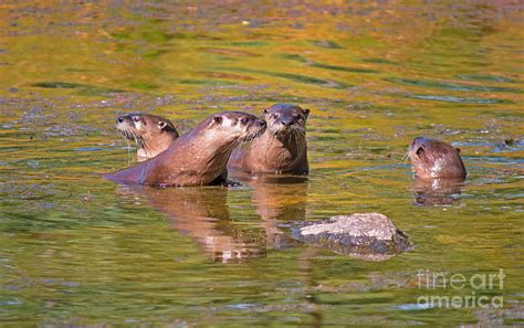 The Otter Family Photograph by Martyn Green