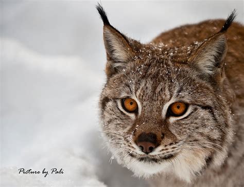 Hunting lynx by PictureByPali on DeviantArt