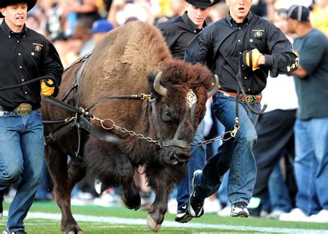 Colorado Buffaloes Honor Mascot with New Nike Football Uniform Design ...