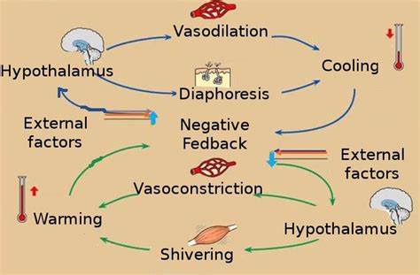 Homeostasis | Boundless Anatomy and Physiology