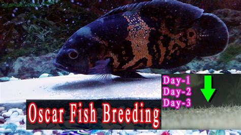 Tiger Oscar Fish Breeding at HOME I Oscar Fish Eggs Hatching I - YouTube