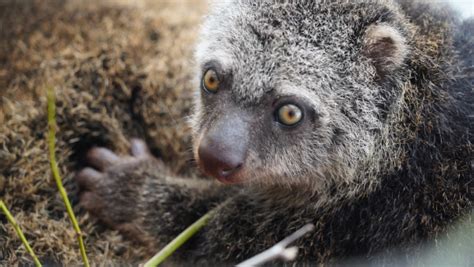 A Baby Bear Cuscus, One of Earth's Most Endangered Animals, Is Born at ...